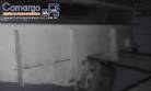 Esteira com silo e calha vibrat�ria