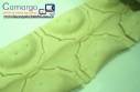 Linha para fabrica��o de empanadas